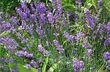 ulei de levantica (lavanda)